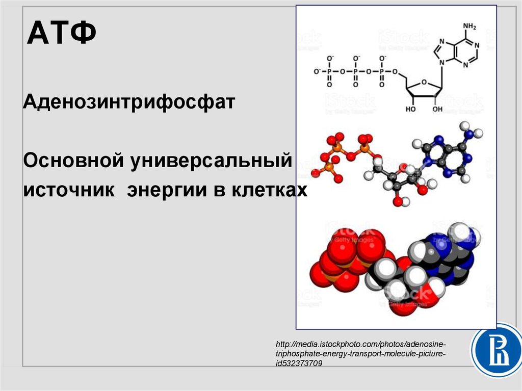 Входит в состав атф элемент. Структура молекулы АТФ. Строение АТФ формула. Строение молекулы АТФ. Химическое строение АТФ.