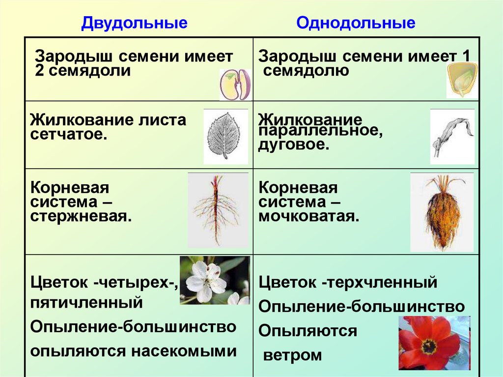 Признаки однодольных околоцветник