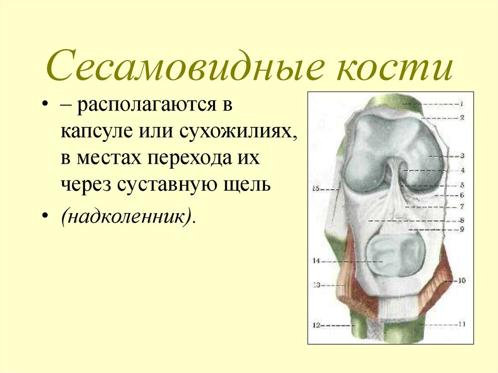 Сесамовидные кости. Сесамовидные кости коленного сустава схема. Сесамовидная кость коленного сустава. Сесамовидная кость кость коленного сустава. Сесамовидная кость надколенника.