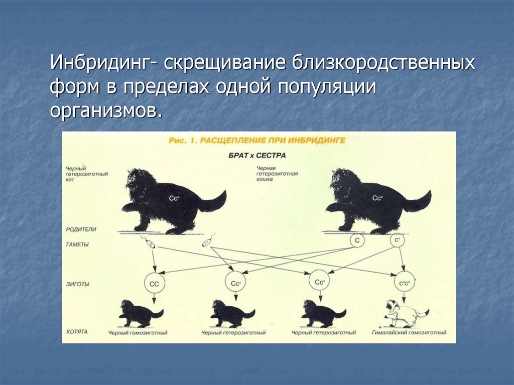 Скрещивание близкородственных форм