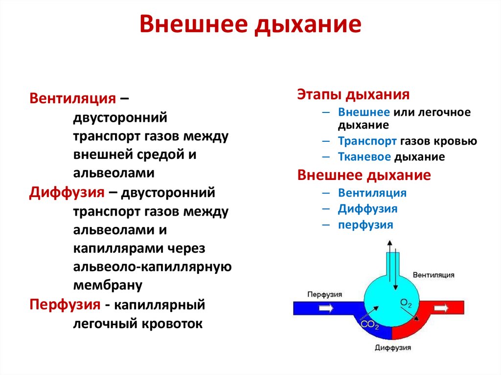 Что такое внешнее дыхание