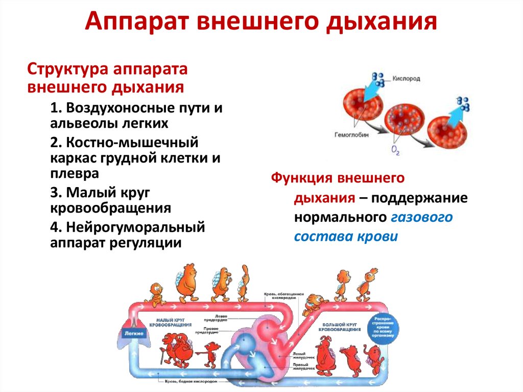 Включи дыхание. Аппарат внешнего дыхания. Аппарат внешнего дыхания состоит из. Структура внешнего дыхания. Аппарат функции внешнего дыхания.