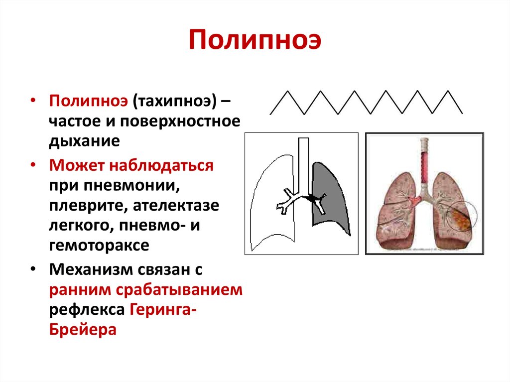 Площадь дыхательной поверхности легких человека. Полипноэ дыхание это. Полипноэ у животных. Поверхностное дыхание.