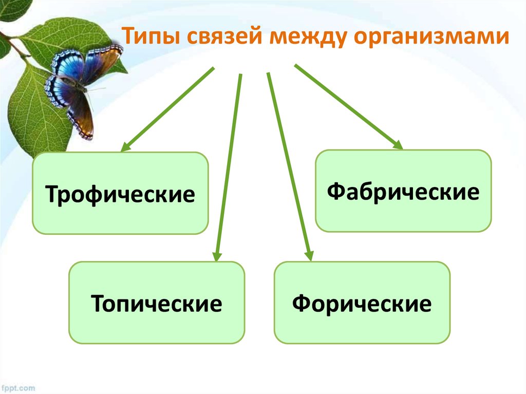 Группы взаимодействия организмов. Взаимосвязи между организмами. Типы связей организмов. Типы связей между организмами. Типы отношений между организмами трофические.