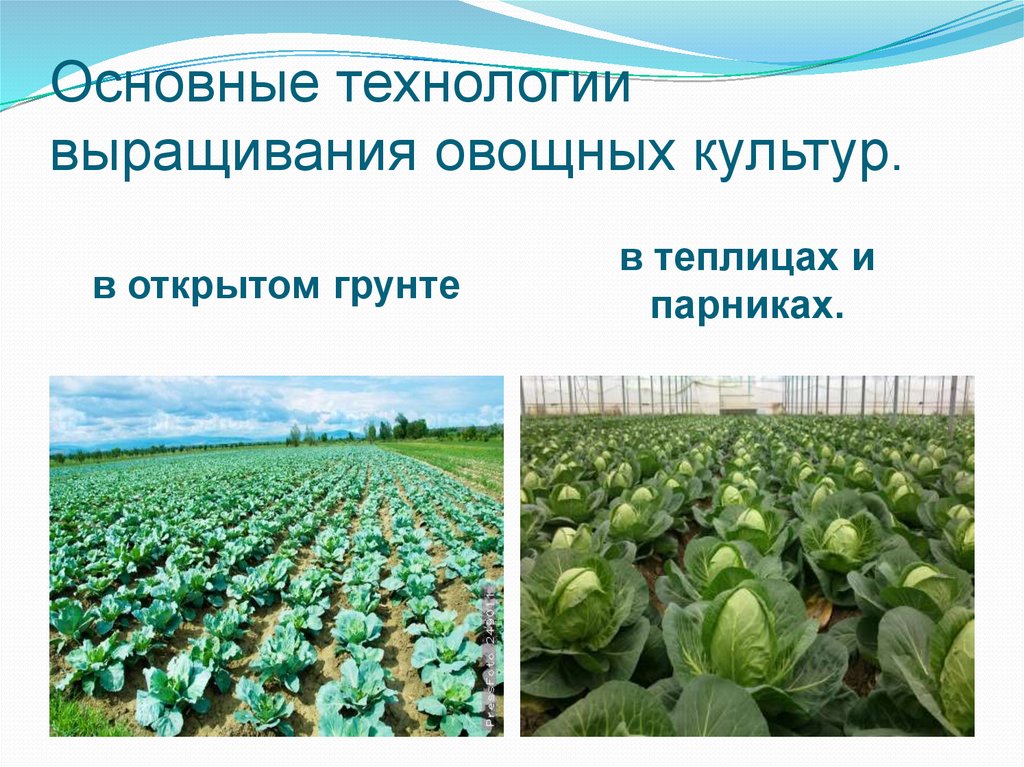 Высадка культур. Технология возделывания овощных культур. Способы возделывания овощей. Овощеводство растения. Технология выращивания культурных растений.