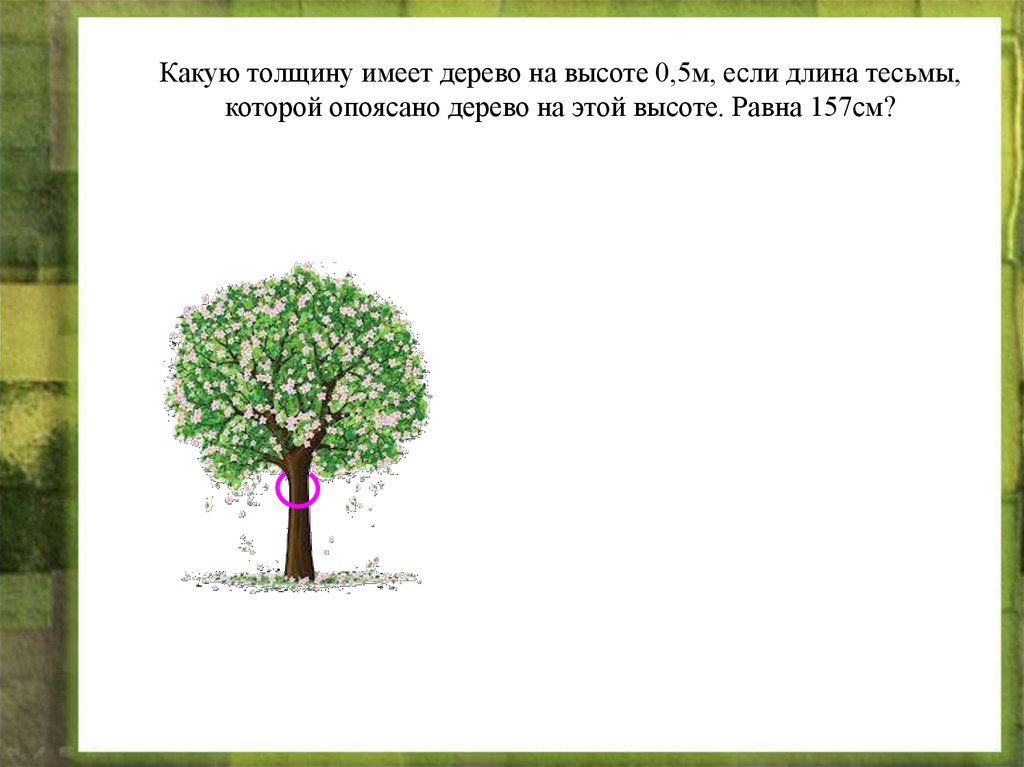 Какую толщину имеет. Дерево высотой 5 м. Какую толщину имеет дерево на высоте 0,5. Длина окружности дерева. Дерево 5 метров в обхвате.