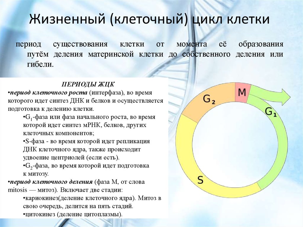 1 жизненный цикл клетки митоз. Стадии жизненного цикла клетки. Жизненный цикл клетки кратко фазами. Опишите этапы жизненного цикла клетки кратко. Стадии жизненного цикла клетки митоз.