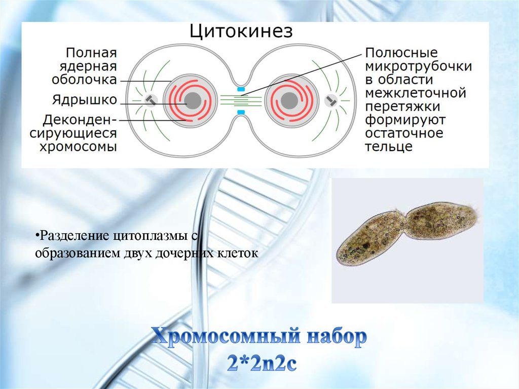 Цитокинез. Цитокинез деление цитоплазмы. Деление цитоплазмы происходит в фазе. Цитокинез схема. Деление цитоплазмы клетки.