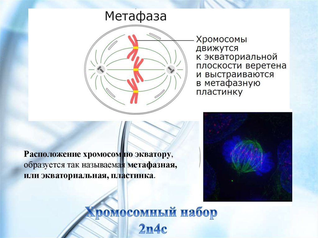 Хромосомы на экваторе. Метафаза Экваториальная пластинка. Метафаза метафазная пластинка. Формирование веретена деления митоз. Метафазная пластинка в митозе.