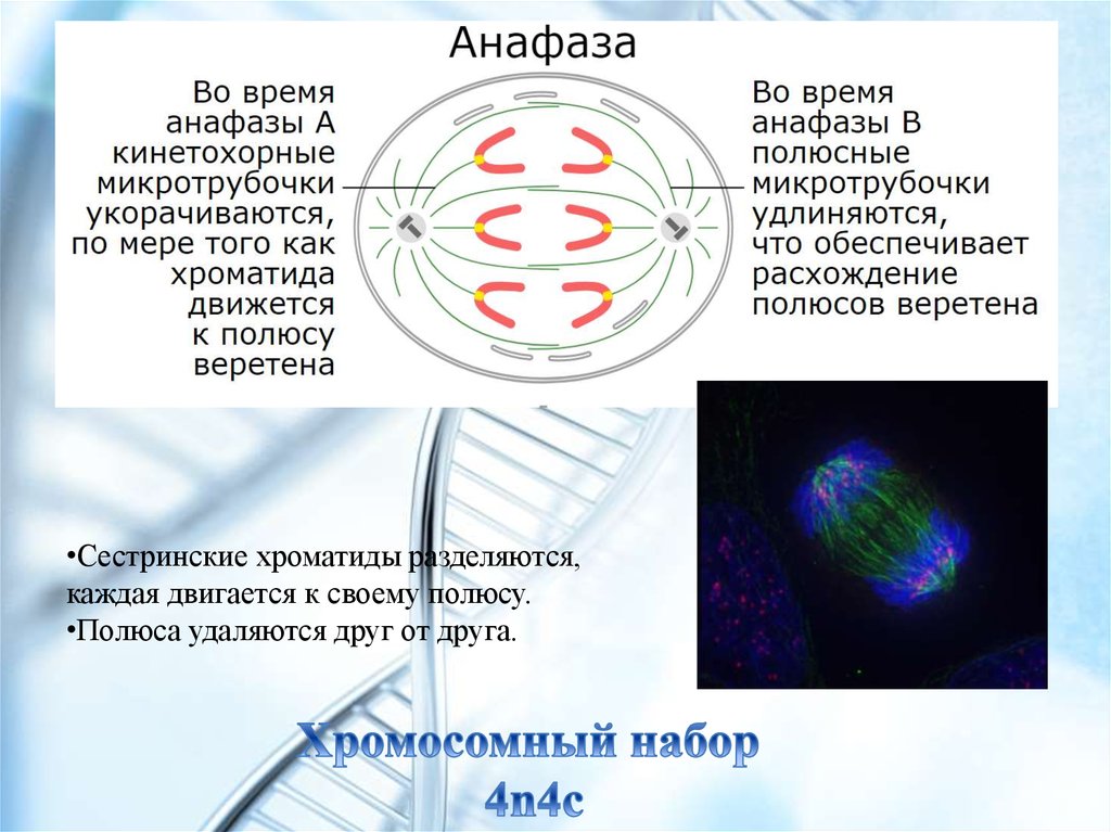 Полюса веретена деления. Сестринские хроматиды разделяются. Сестринские и дочерние хроматиды. Сестринские хроматиды митоз. Полюса деления клетки.