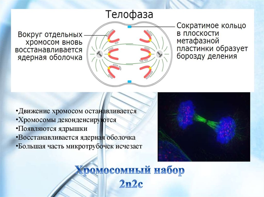 Телофаза митоза хромосомный набор. Хромосомный набор клеток в телофазе 2. Телофаза 2 хромосомный набор. Телофаза 2 хромосомы набор. Телофаза 2 хромосомный набор 2n4с.