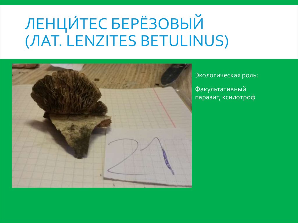 Ленци́тес берёзовый (лат. Lenzites betulinus)