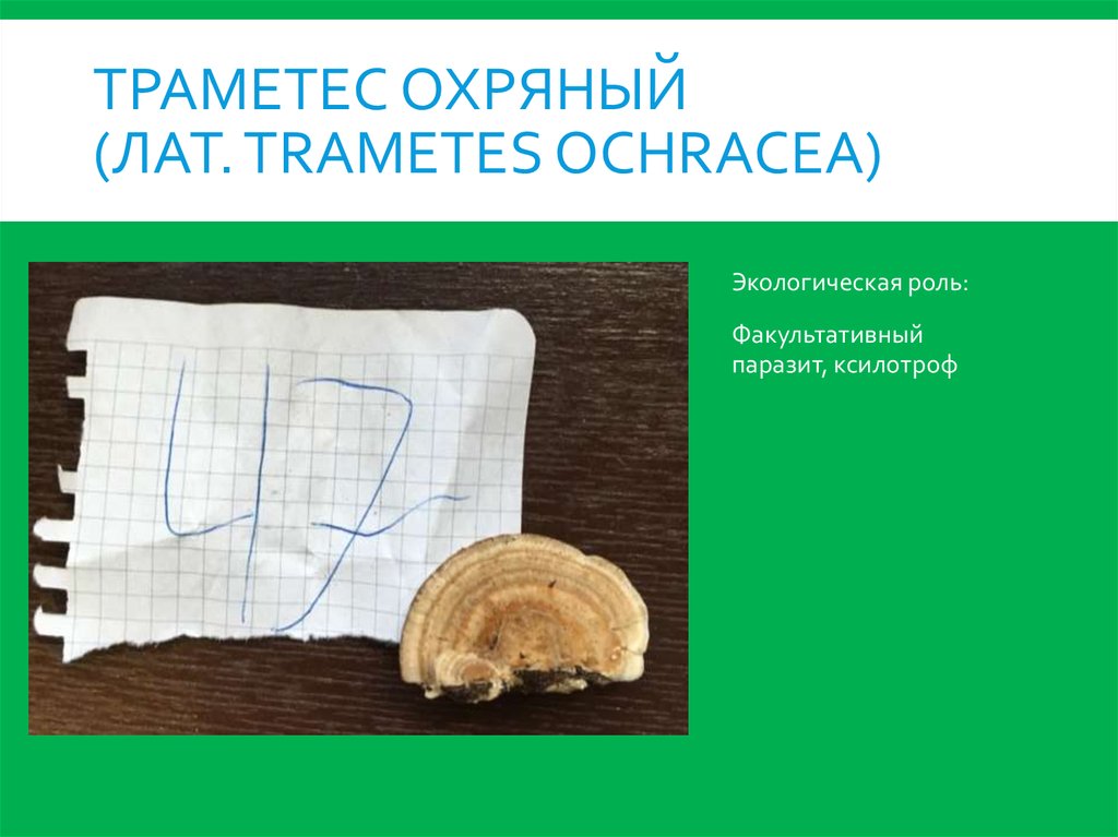 Траметес охряный (лат. Trametes ochracea)