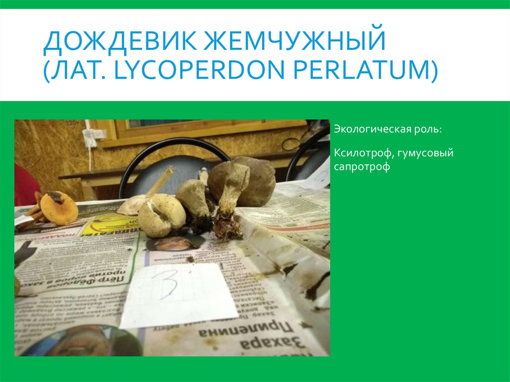 Дождевик жемчужный (лат. Lycoperdon perlatum)