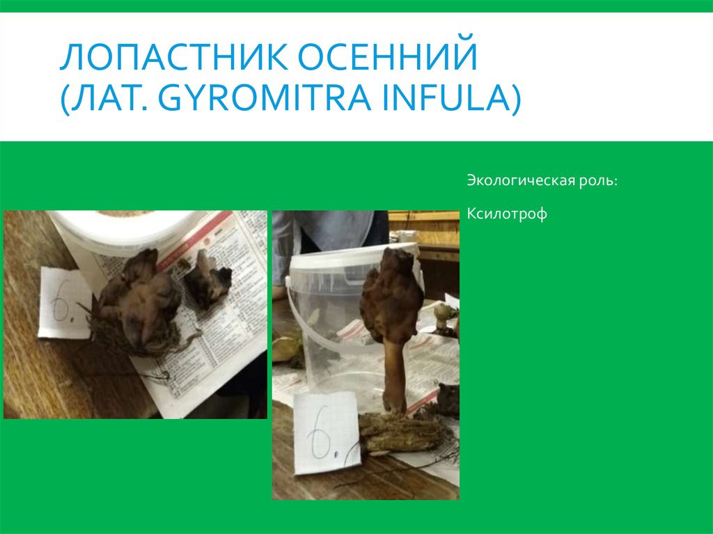 лопастник осенний (лат. Gyromitra infula)