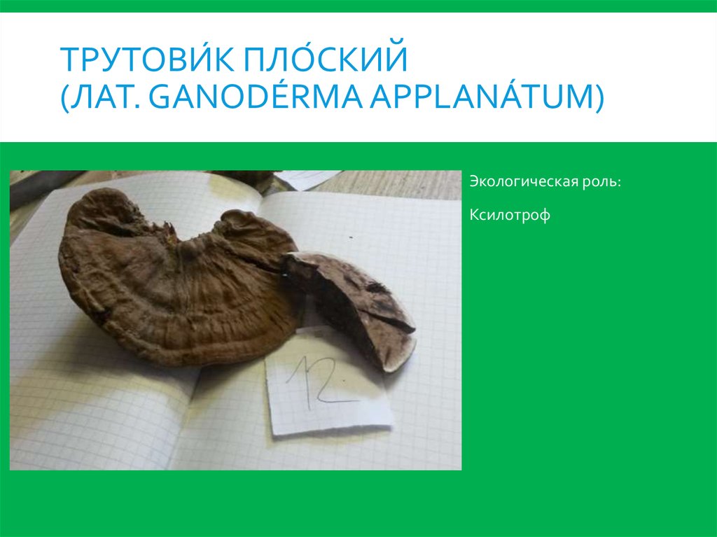 Трутови́к пло́ский (лат. Ganodérma applanátum)