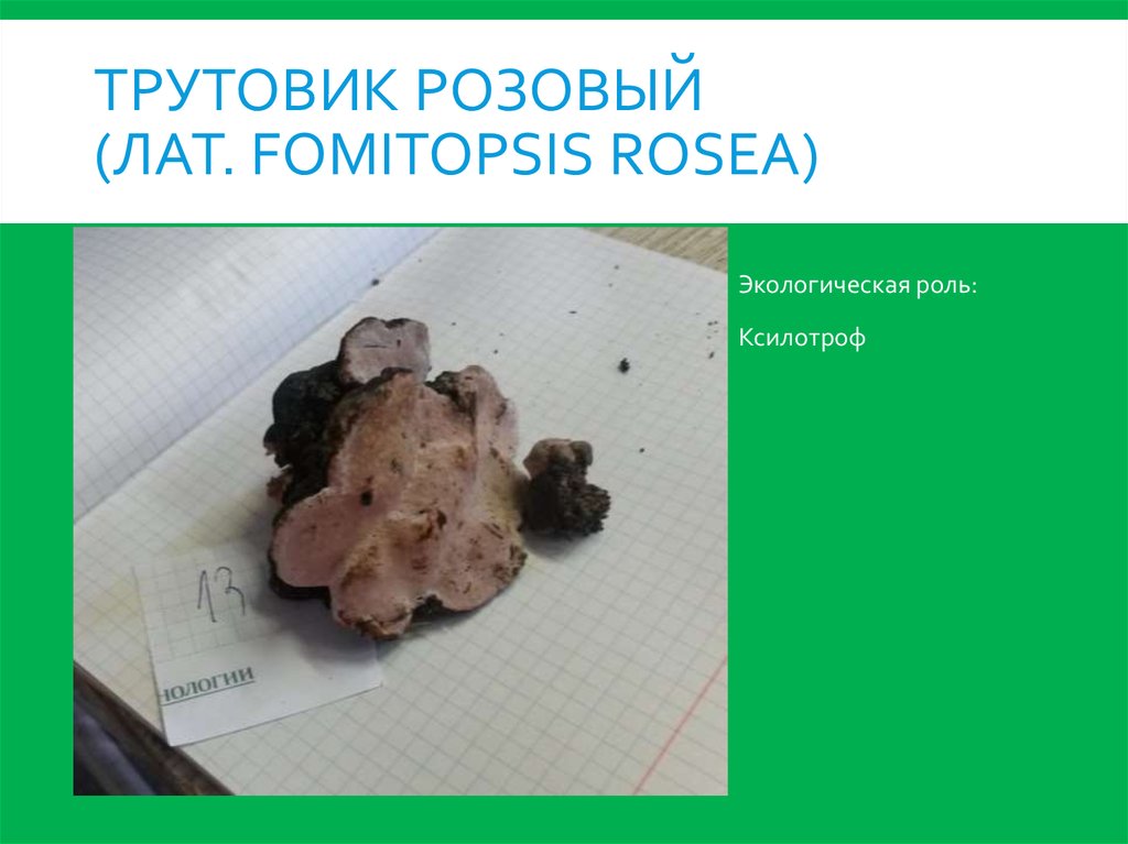 Трутовик розовый (лат. Fomitopsis rosea)