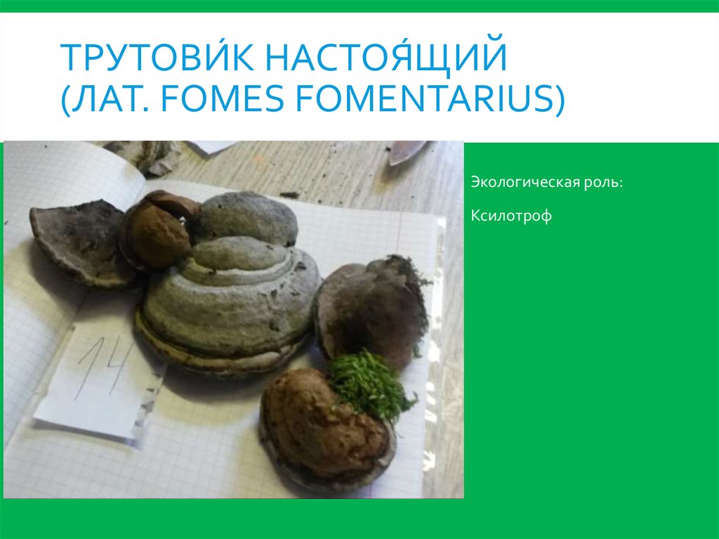 Трутови́к настоя́щий (лат. Fomes fomentarius)