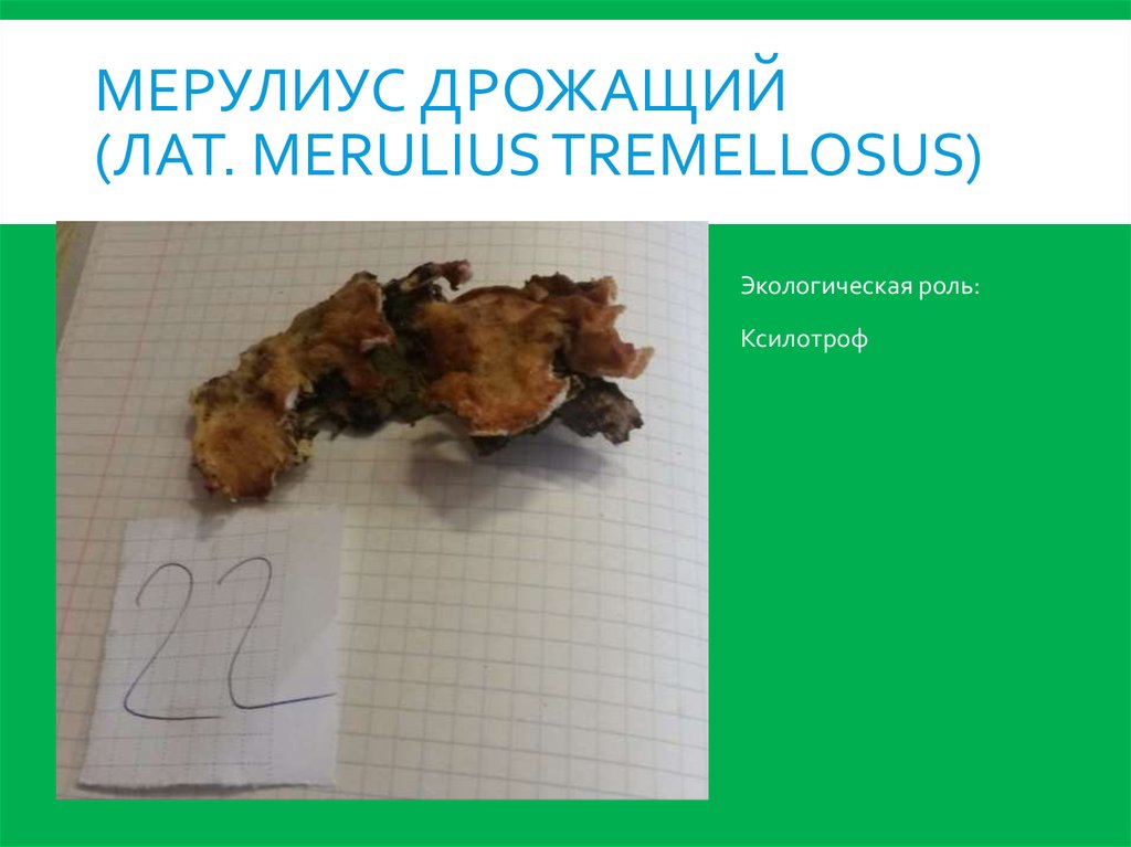 Мерулиус дрожащий (лат. Merulius tremellosus)