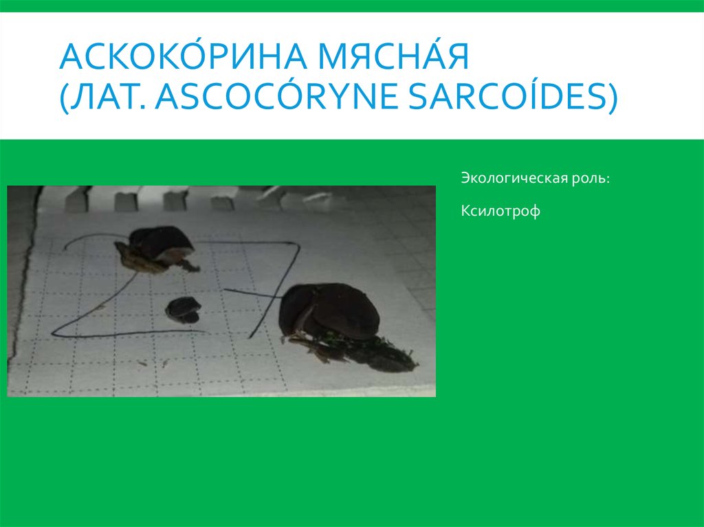 Аскоко́рина мясна́я (лат. Ascocóryne sarcoídes)