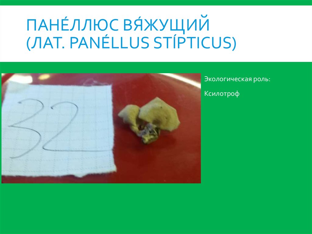 Пане́ллюс вя́жущий (лат. Panéllus stípticus)