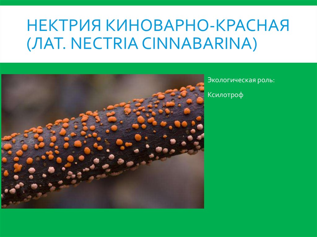 Нектрия киноварно-красная (лат. Nectria cinnabarina)