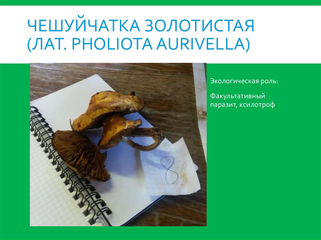 Чешуйчатка золотистая (лат. Pholiota aurivella)