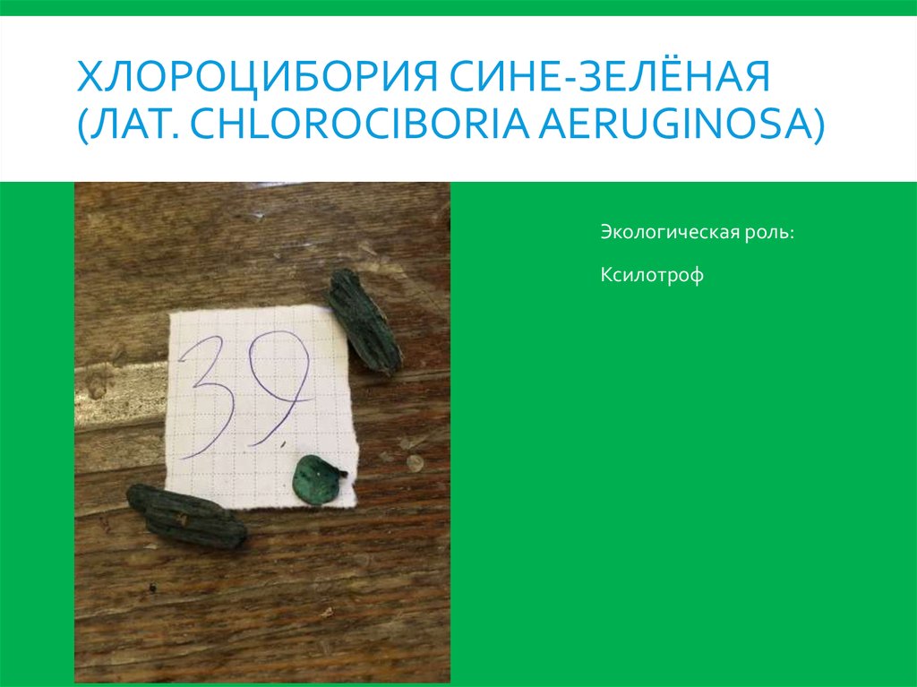 хлороцибория сине-зелёная (лат. Chlorociboria aeruginosa)