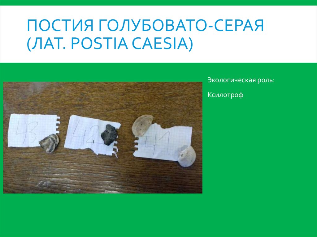 Постия голубовато-серая (лат. Postia caesia)