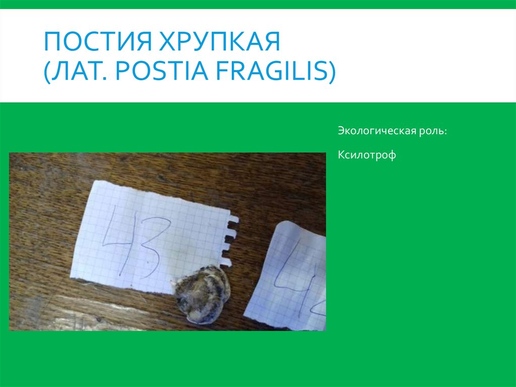 Постия хрупкая (лат. Postia fragilis)