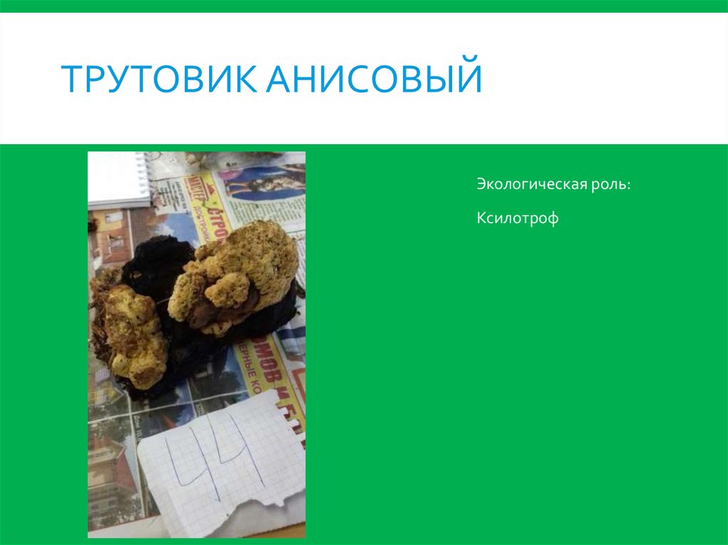 Трутовик Анисовый