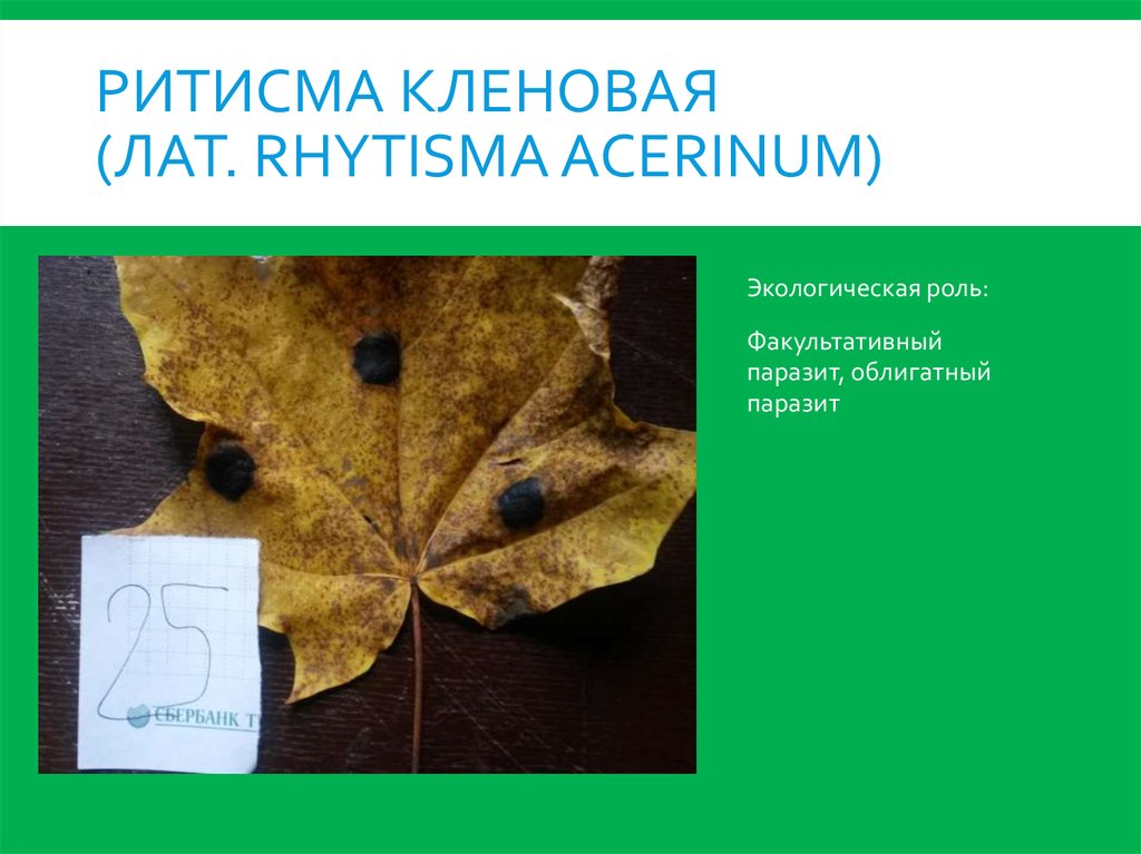 Ритисма кленовая (лат. Rhytisma acerinum)