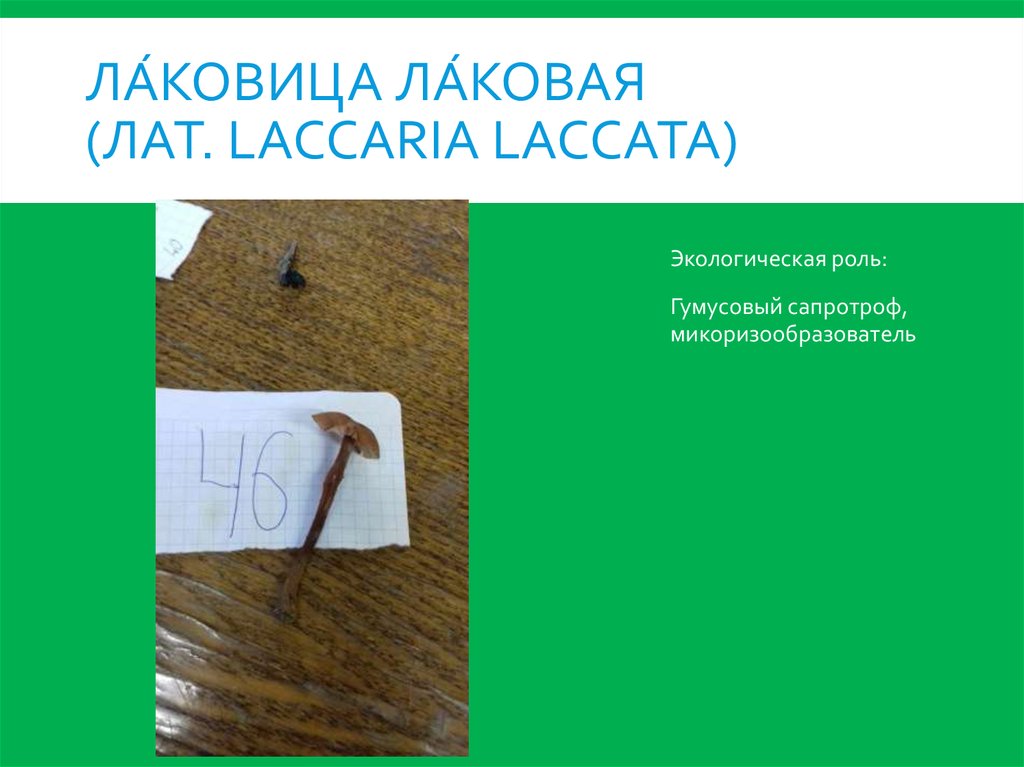 Ла́ковица ла́ковая (лат. Laccaria laccata)