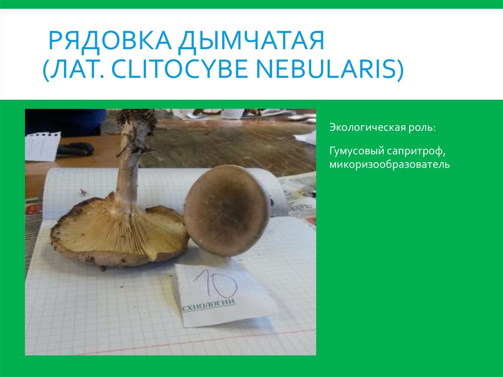 Рядовка дымчатая (лат. Clitocybe nebularis)