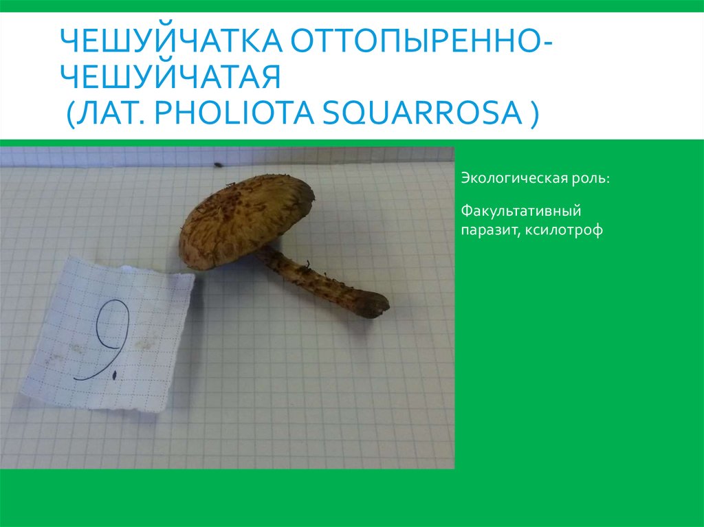Чешуйчатка оттопыренно- чешуйчатая (лат. Pholiota squarrosa )