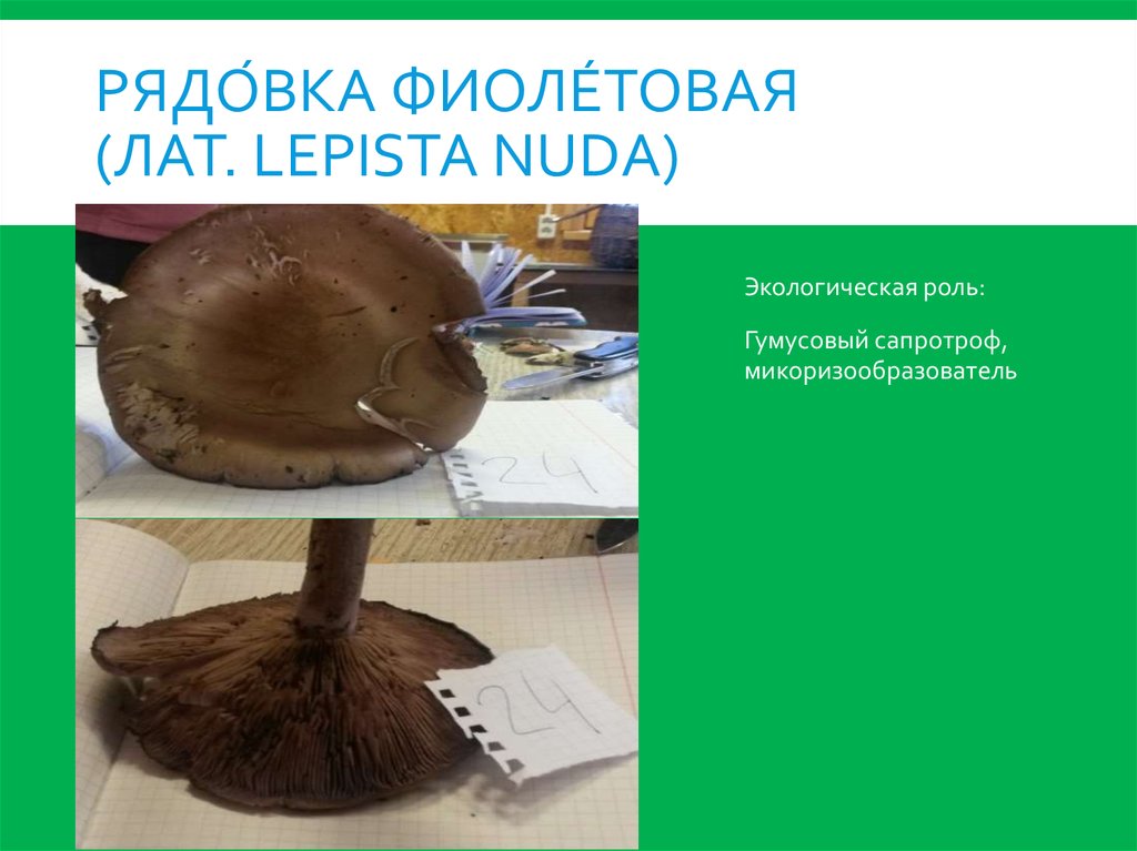 Рядо́вка фиоле́товая (лат. Lepista nuda)