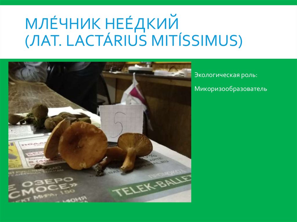 Мле́чник нее́дкий (лат. Lactárius mitíssimus)