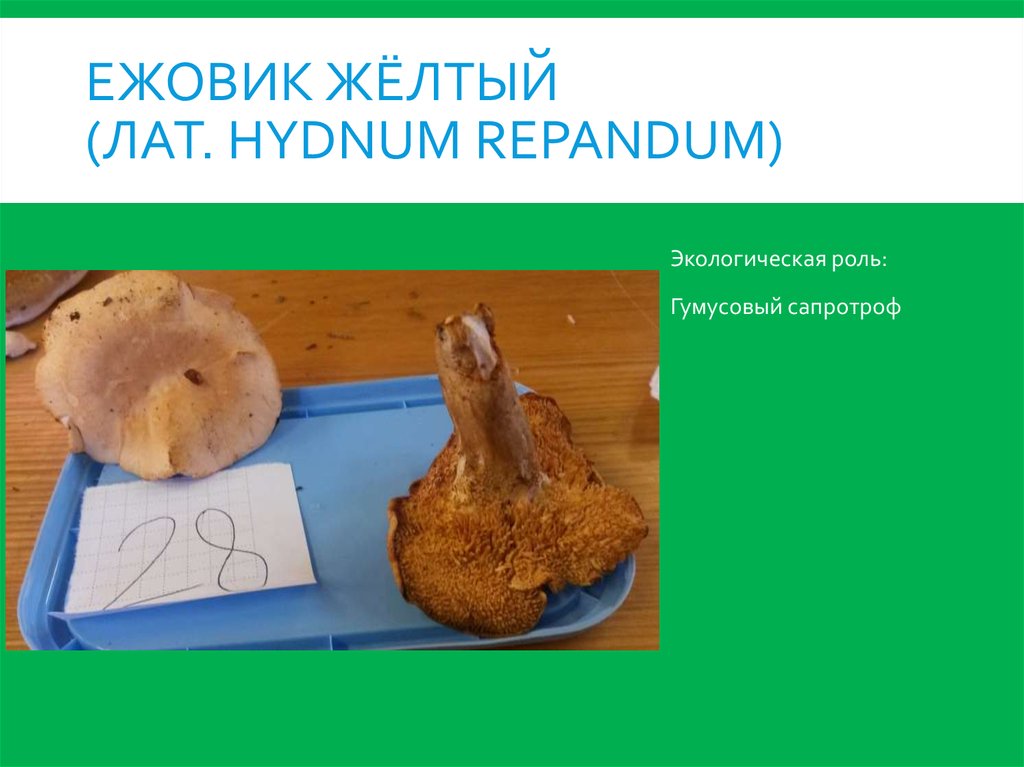 Ежовик жёлтый (лат. Hydnum repandum)