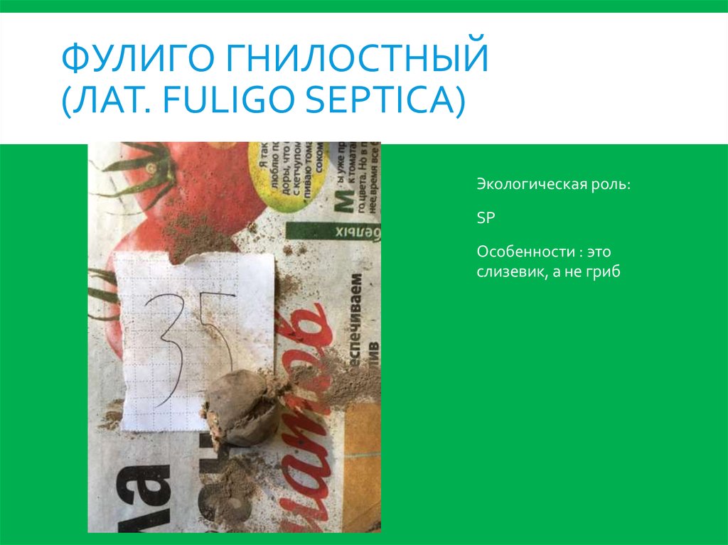 Фулиго гнилостный (лат. Fuligo septica)