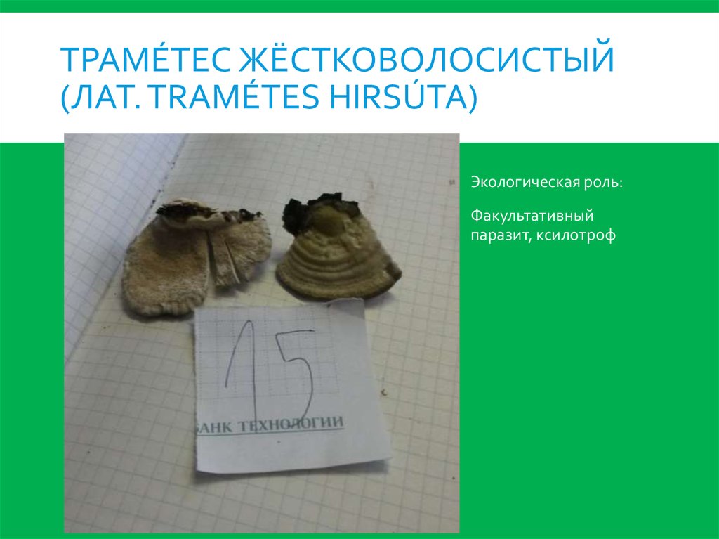 траме́тес жёстковолосистый (лат. Tramétes hirsúta)