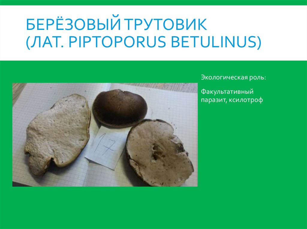 берёзовый трутовик (лат. Piptoporus betulinus)