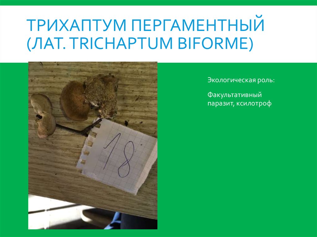 Трихаптум пергаментный (лат. Trichaptum biforme)