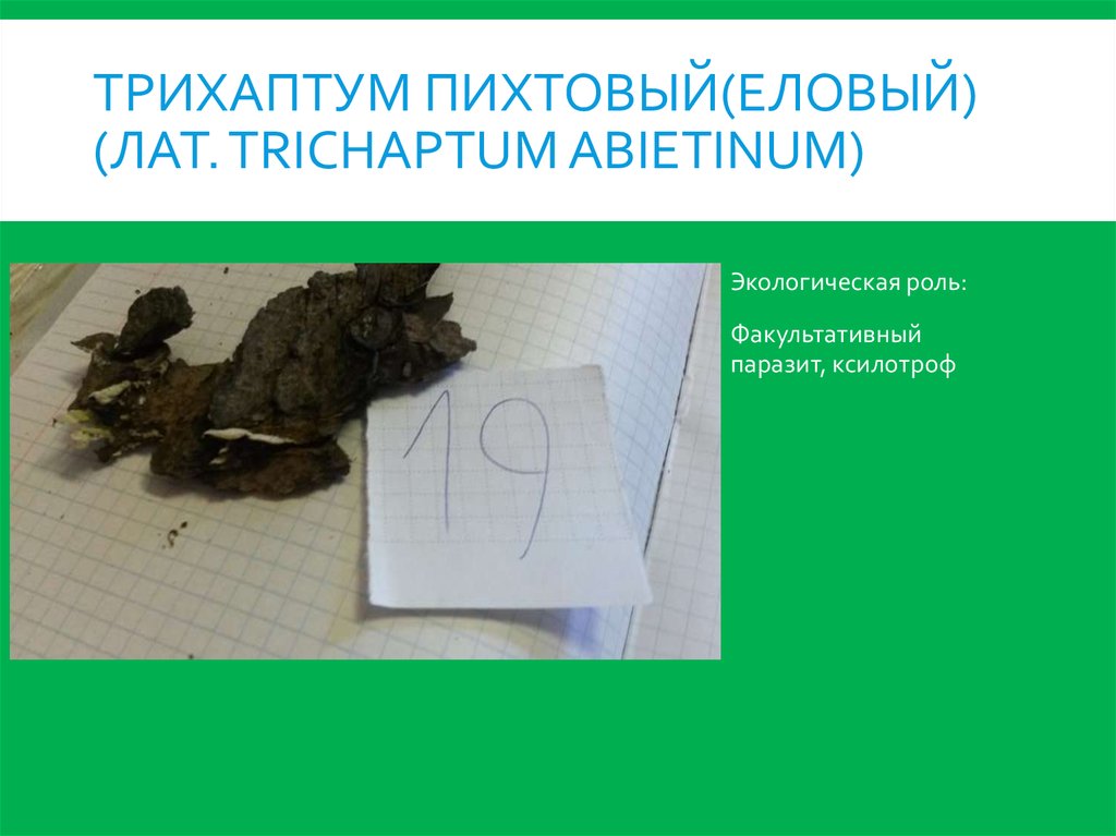 Трихаптум пихтовый(еловый) (лат. Trichaptum abietinum)