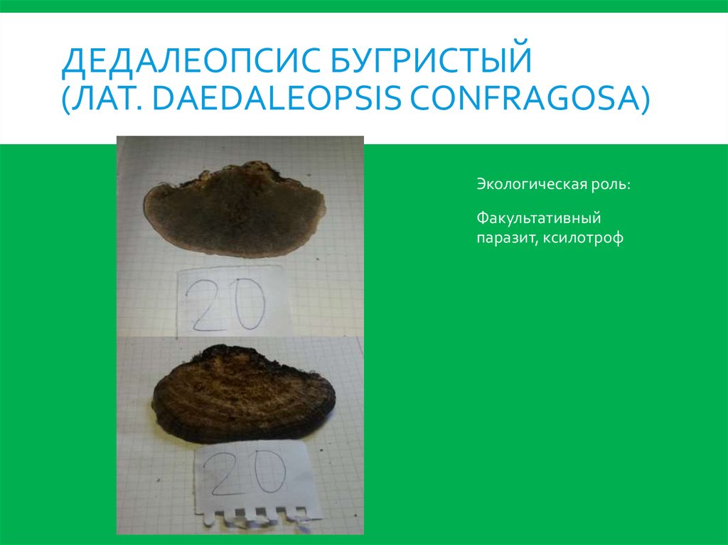 Дедалеопсис бугристый (лат. Daedaleopsis confragosa)