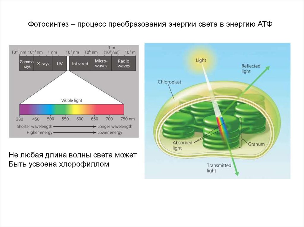 Солнечные бактерии. Энергия света при фотосинтезе. Преобразование энергии света в энергию химических связей. Схема процесса фотосинтеза. Хлорофилл поглощает свет.