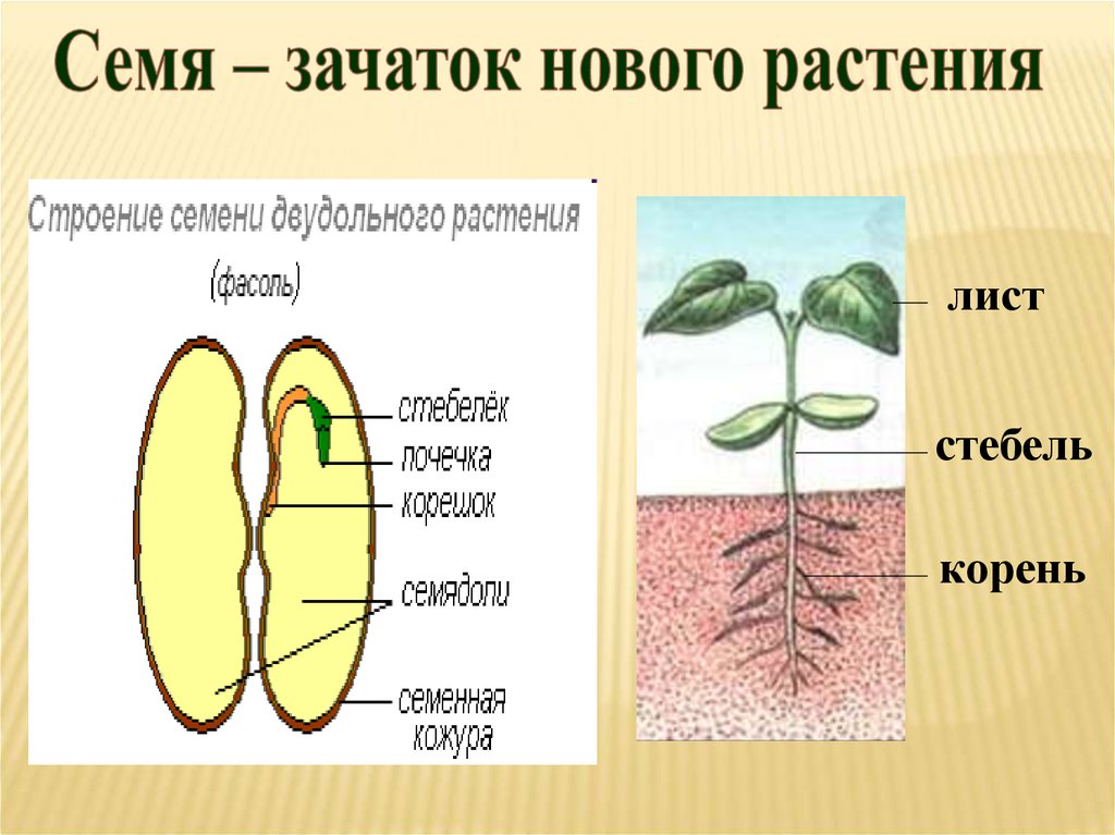 Урок биологии семена