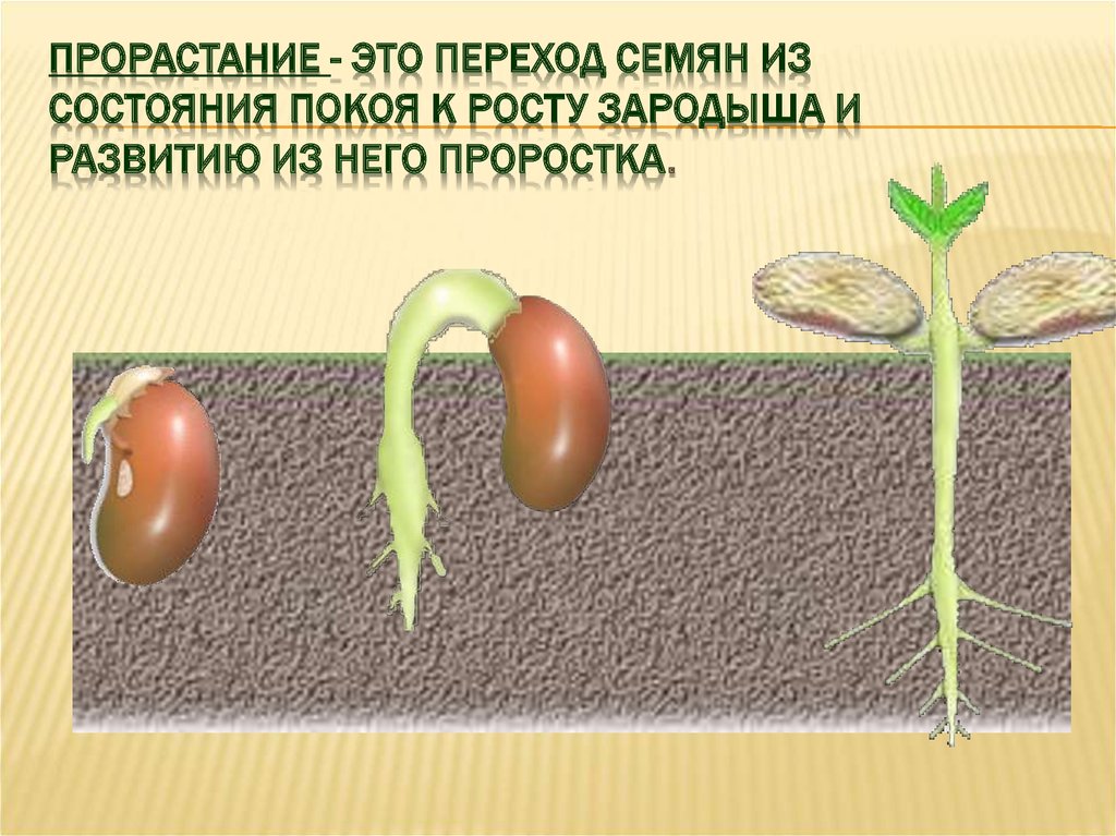 Выбери условия необходимые для прорастания семени