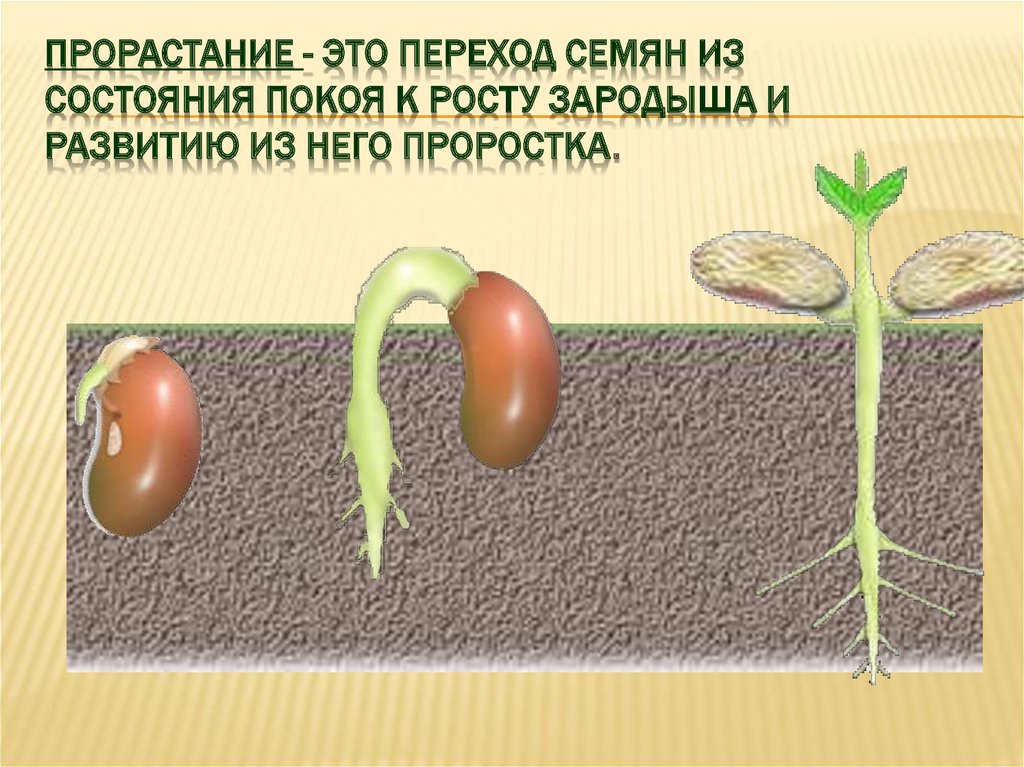 Какие 2 условия необходимы для прорастания семян. Прорастание это переход семян из состояния покоя. Условия прорастания семян 6 класс биология. Этапы прорастания семян 6 класс биология. Прорастание семян фасоли 6 класс биология.