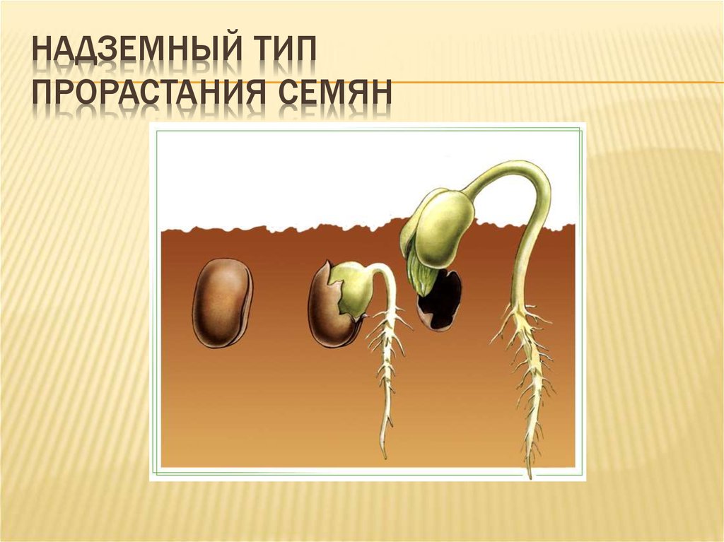 Семядоля гороха. Прорастание семян фасоли. Подсолнечник прорастание семян биология. Надземный Тип прорастания семян. Схема прорастания семян 6 класс.