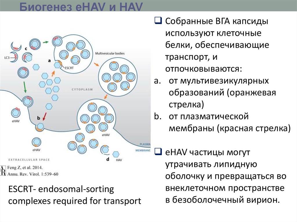 Неонатальные гепатиты презентация